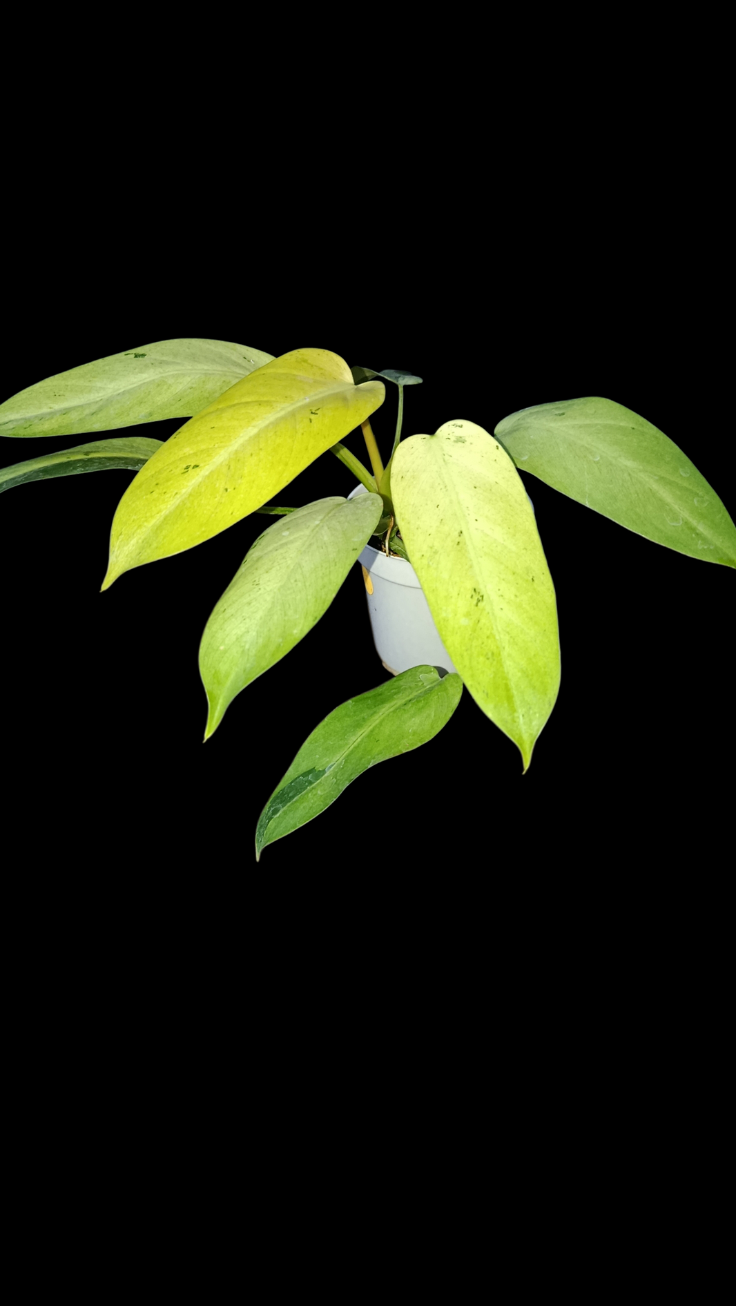 Sindo_Philodendron whipple way Dzulfaqaar