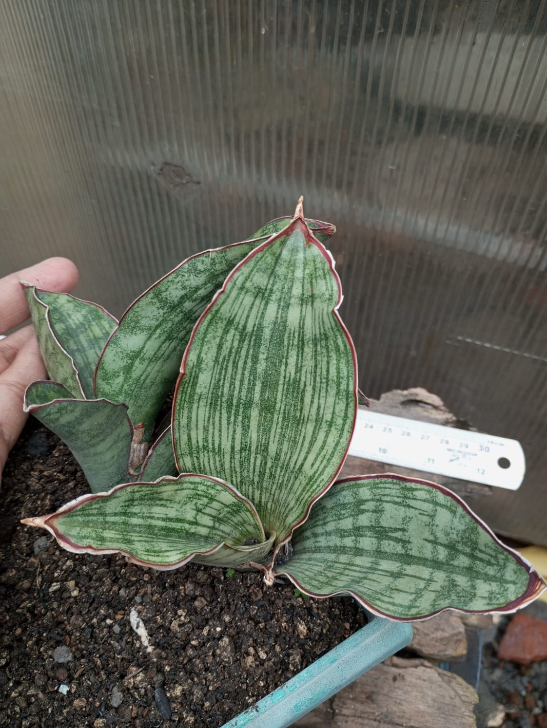 Sansevieria scimitariformis silver
