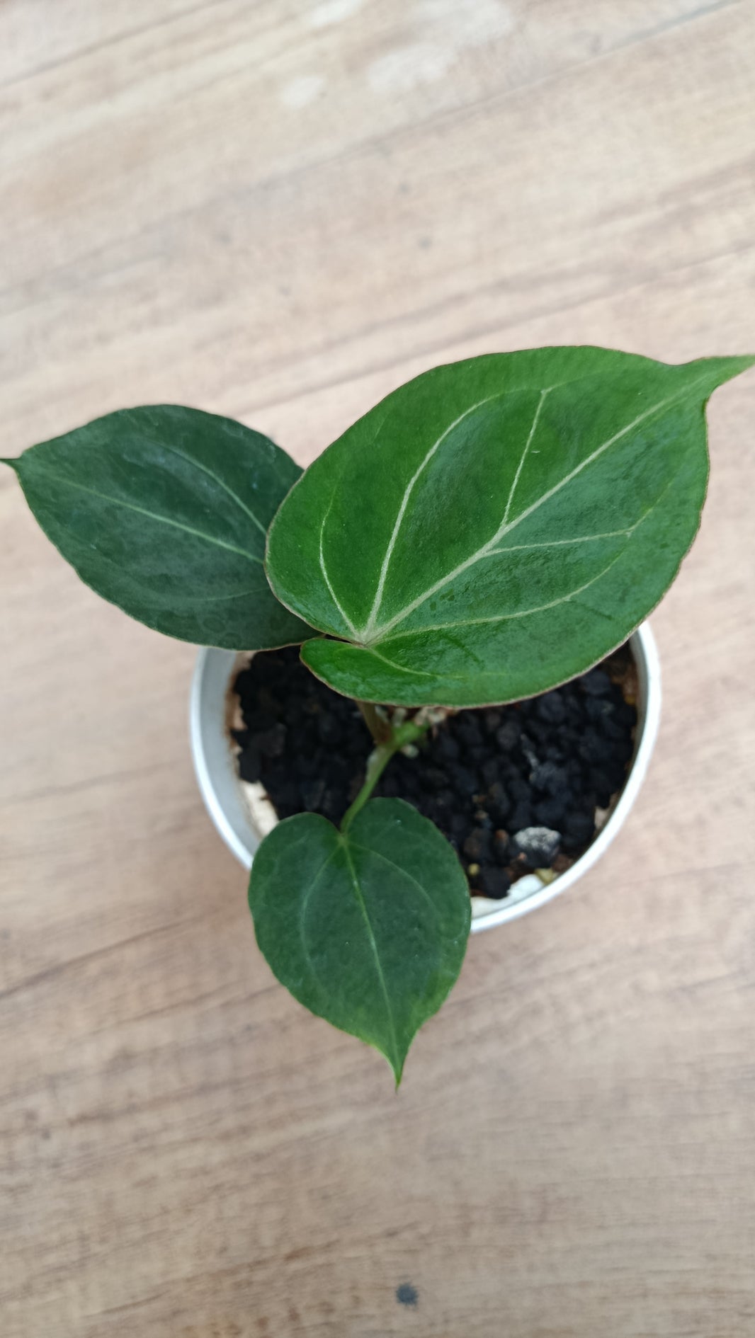 Anthurium king of spades [HU]