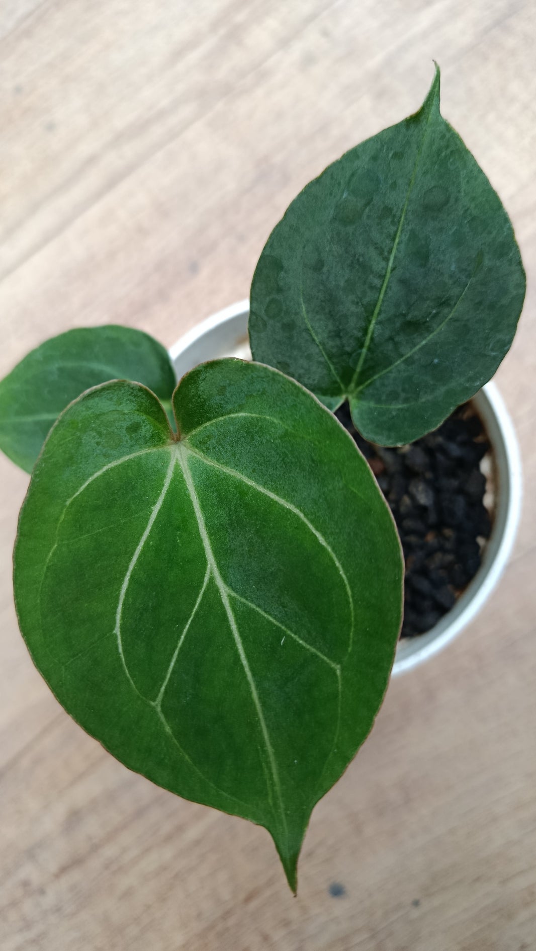 Anthurium king of spades [HU]