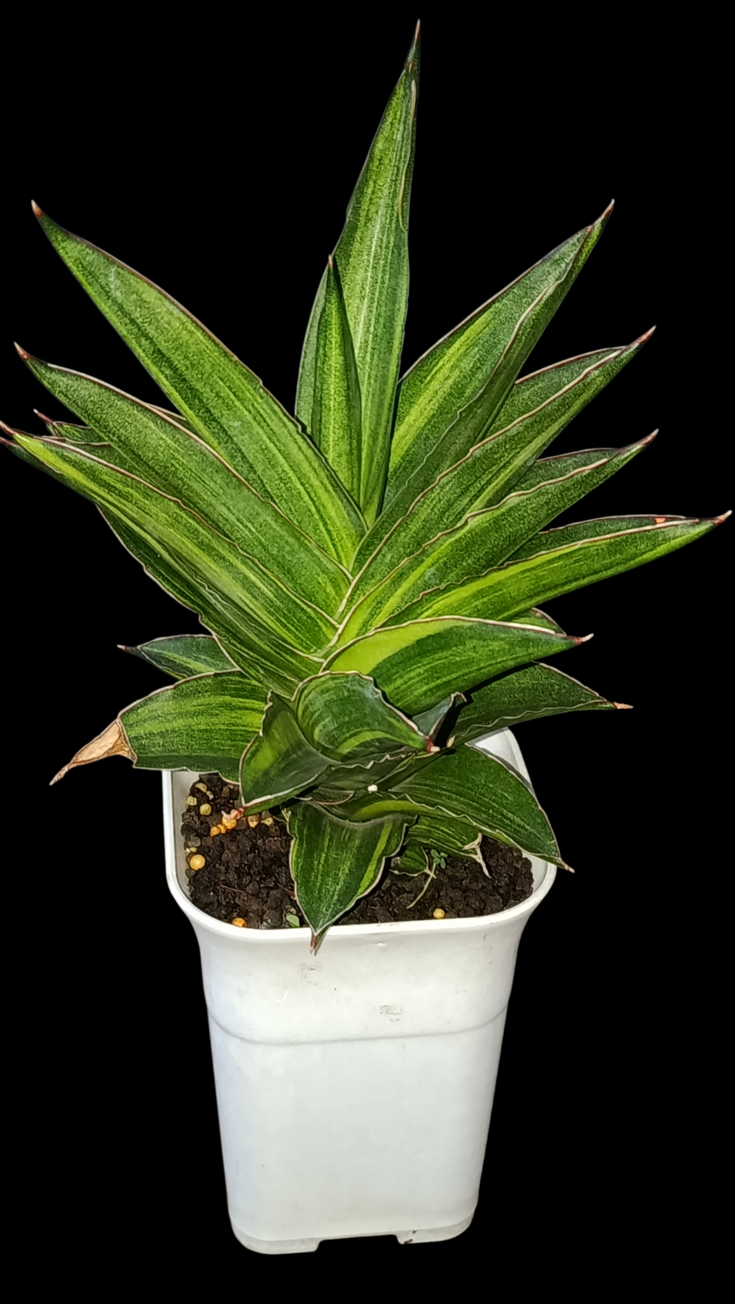 Sindo_dracaena sansevieria andaman variegated [crassulacean acid metabolism] Dzulfaqaar