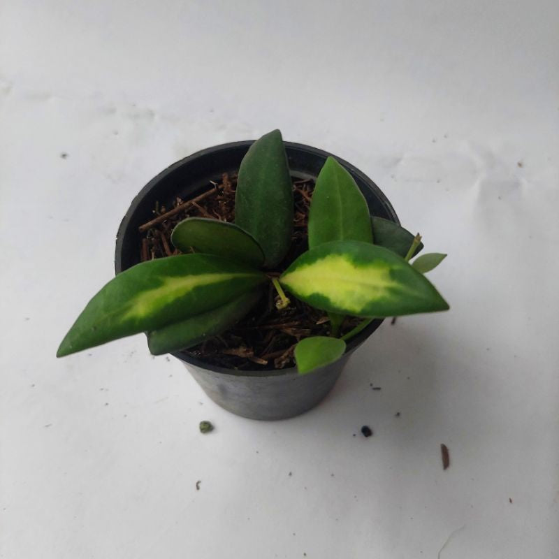 Hoya DS-70 / burtoniae / bilobata variegata