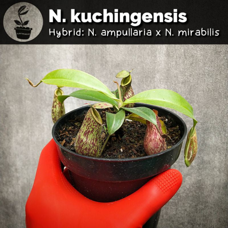 Nepenthes kuchingensis