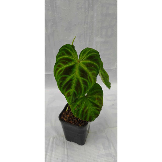 Sindo - Philodendron Verrucosum  Unleash Nature's Beauty with this Striking Indoor Plant