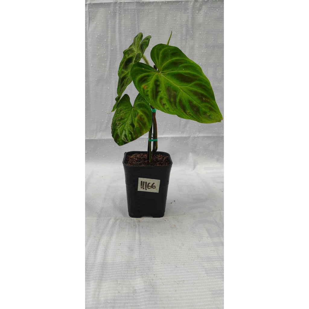 Sindo - Philodendron Verrucosum  Unleash Nature's Beauty with this Striking Indoor Plant