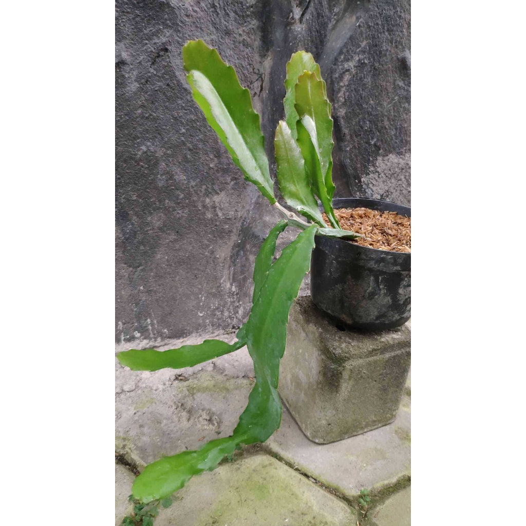 Sindo - Epiphyllum Queen Of The Night  Unveiling the Enchanting Beauty of Night-blooming Cacti