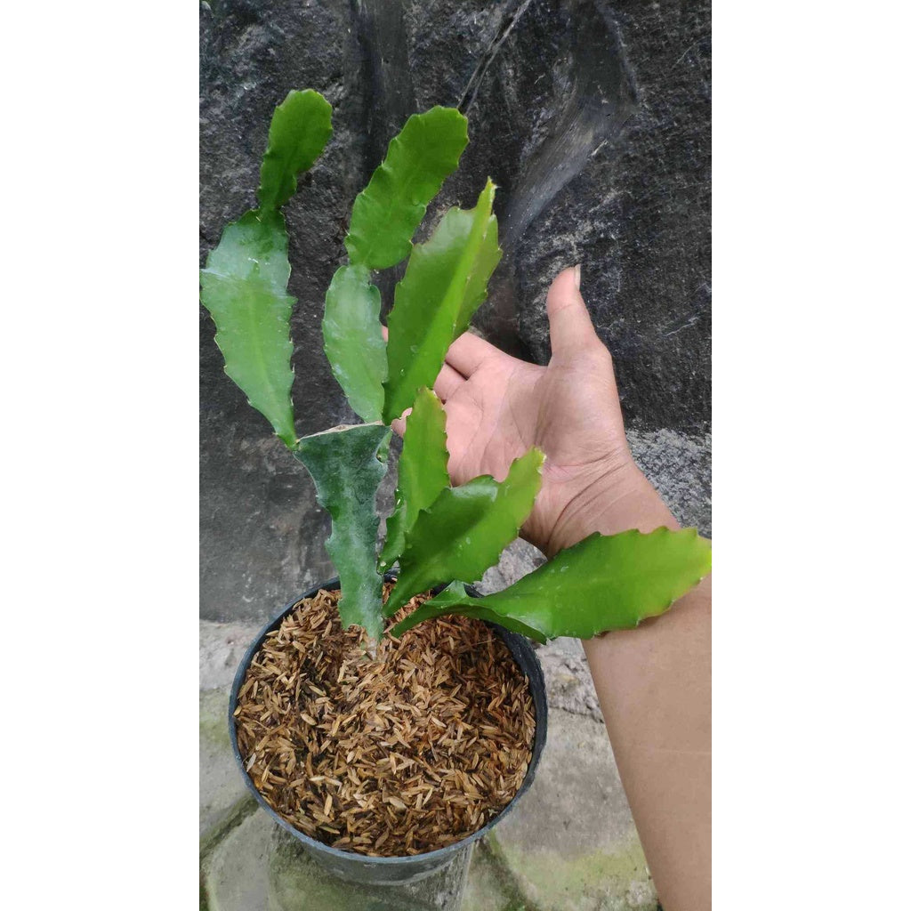 Sindo - Epiphyllum Queen Of The Night  Unveiling the Enchanting Beauty of Night-blooming Cacti