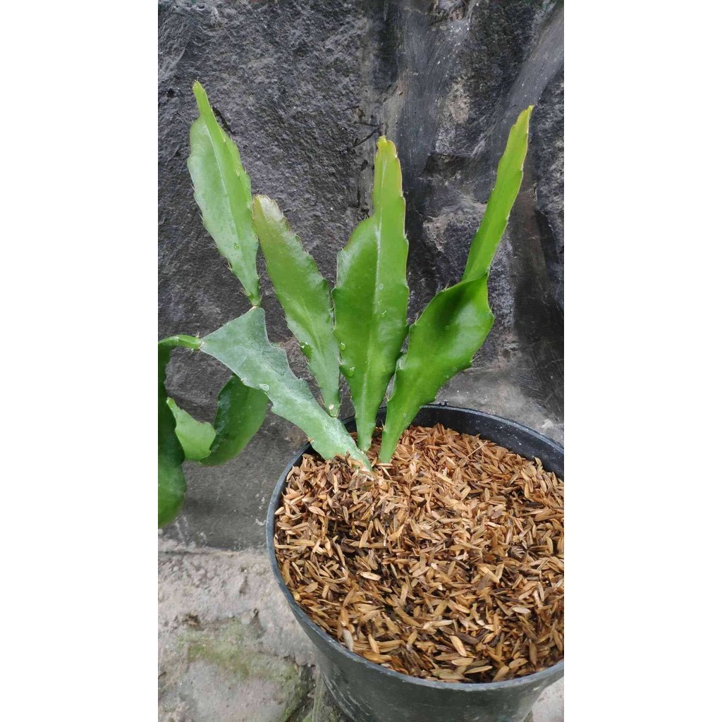 Sindo - Epiphyllum Queen Of The Night  Unveiling the Enchanting Beauty of Night-blooming Cacti