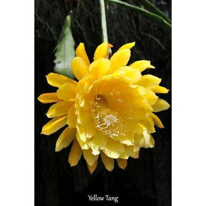 Sindo - Epiphyllum Queen Of The Night  Unveiling the Enchanting Beauty of Night-blooming Cacti