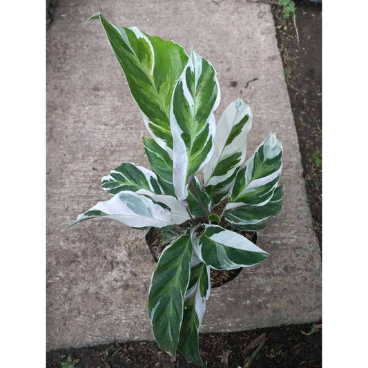 Sindo - Calathea White Fusion  A Mesmerizing Blend of Elegance and Intrigue