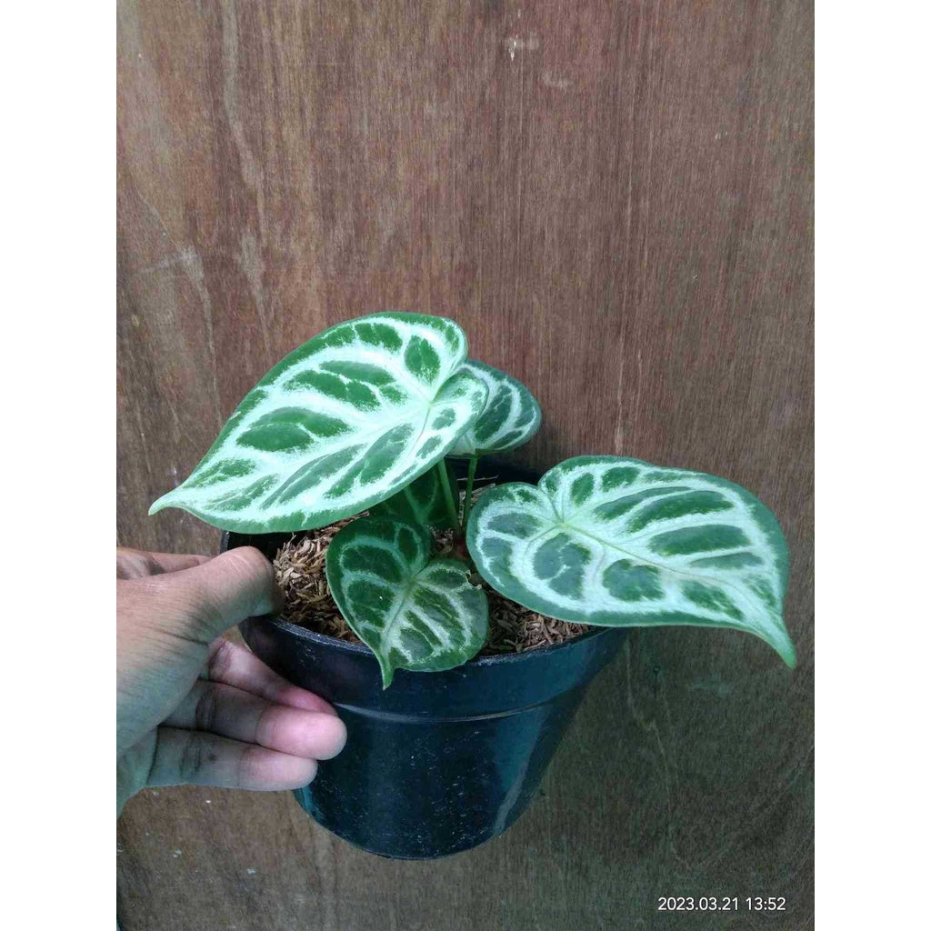 Sindo - Anthurium Dorayaki Plant  A Delightful Addition to Your Indoor Garden