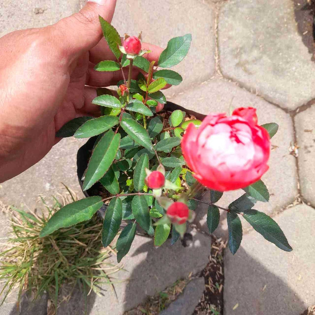 Sindo - Climbing Roses Plant  Graceful Beauty for Your Singapore Garden