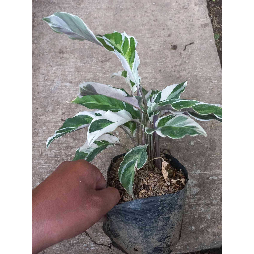 Sindo - Calathea White Fusion  A Mesmerizing Blend of Elegance and Intrigue