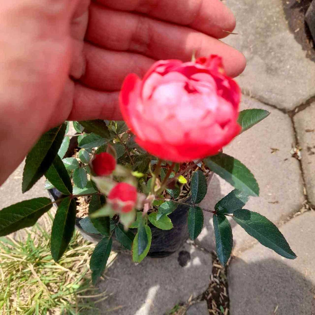 Sindo - Climbing Roses Plant  Graceful Beauty for Your Singapore Garden