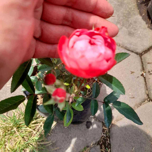 Sindo - Climbing Roses Plant  Graceful Beauty for Your Singapore Garden