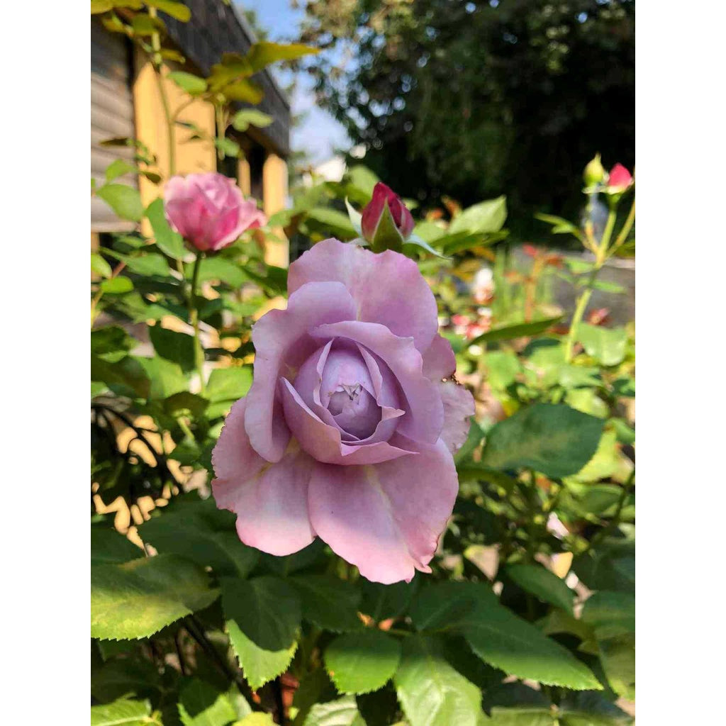 Sindo - Beautiful Roses for Your Garden  English Roses Live Plant - A Gardener's Dream