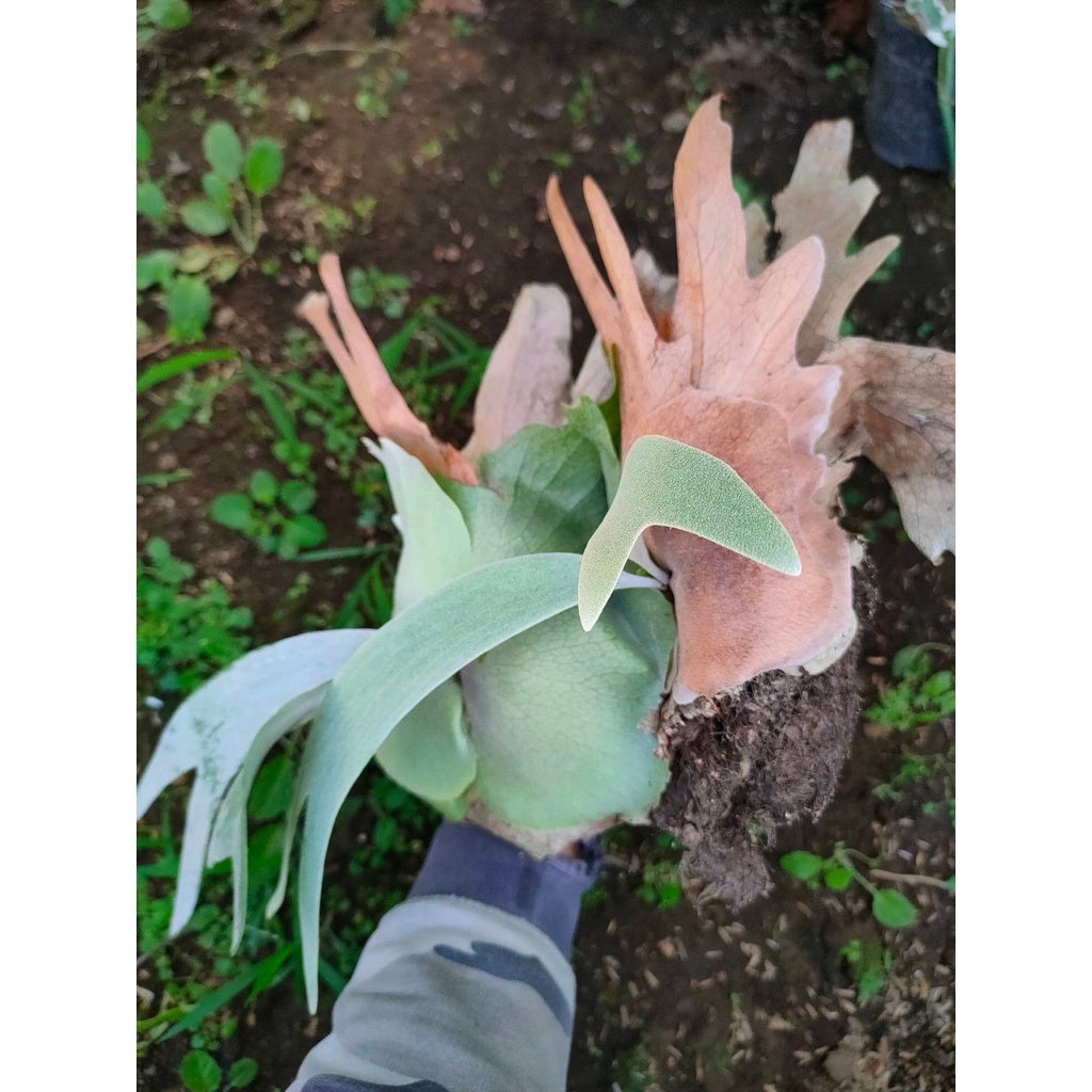 Sindo - Platycerium Willinkii By Alamanda Live Plant 9F30Y6O09U