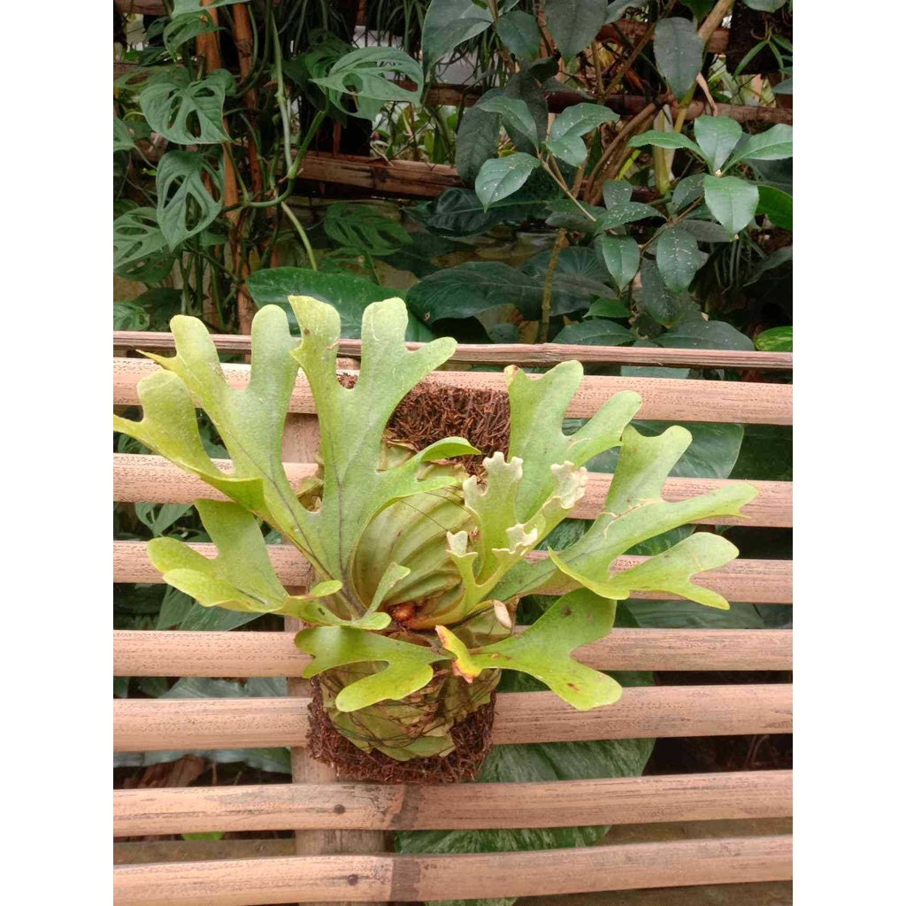 Sindo - Borneo's Finest  Ridley's Staghorn Fern (Platycerium ridleyi)