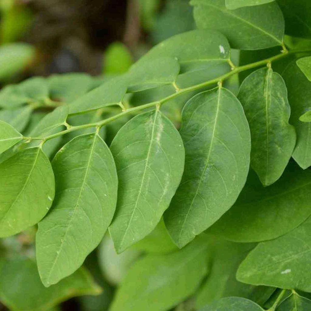 Sindo - Sweet Leaf Bush / Katuk  Your Flavorful and Nutritious Garden Companion