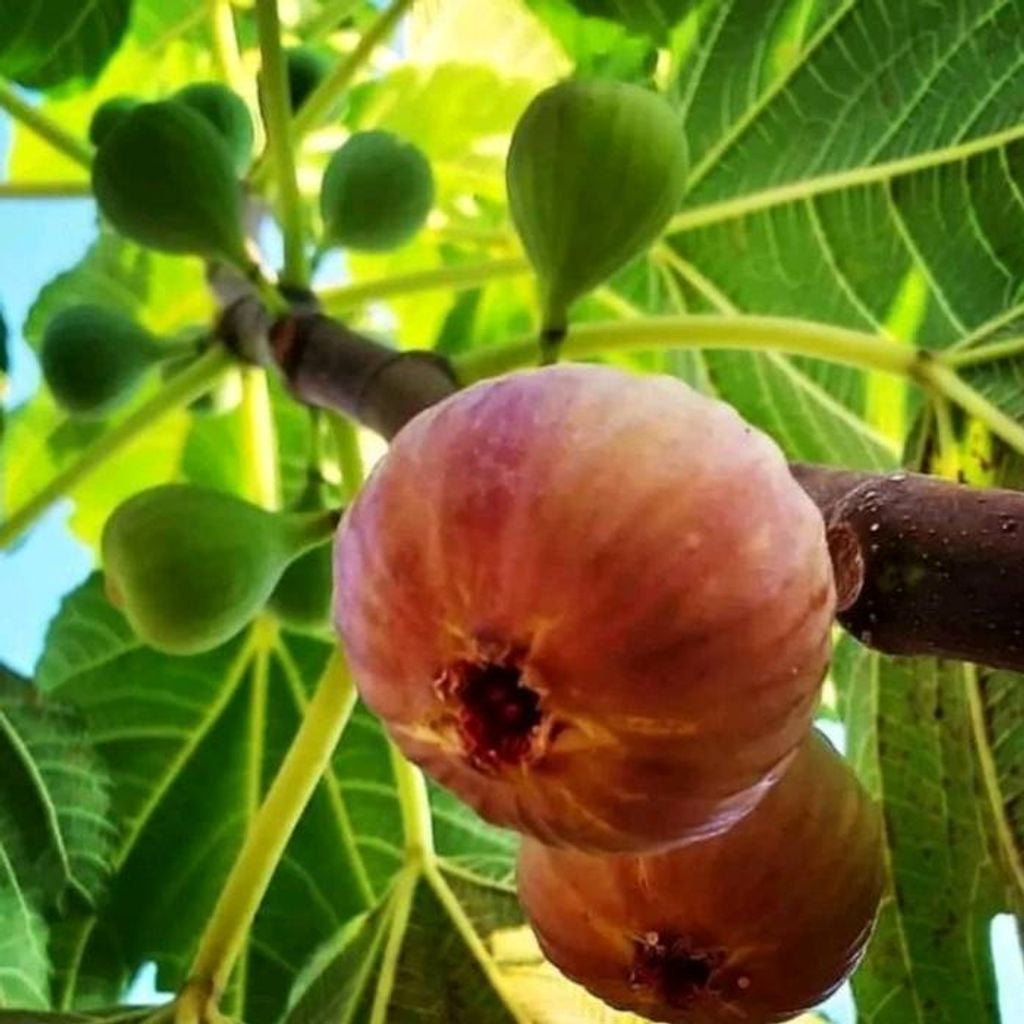 Sindo - Ficus Carica Live Plant 7FQE67DO7O