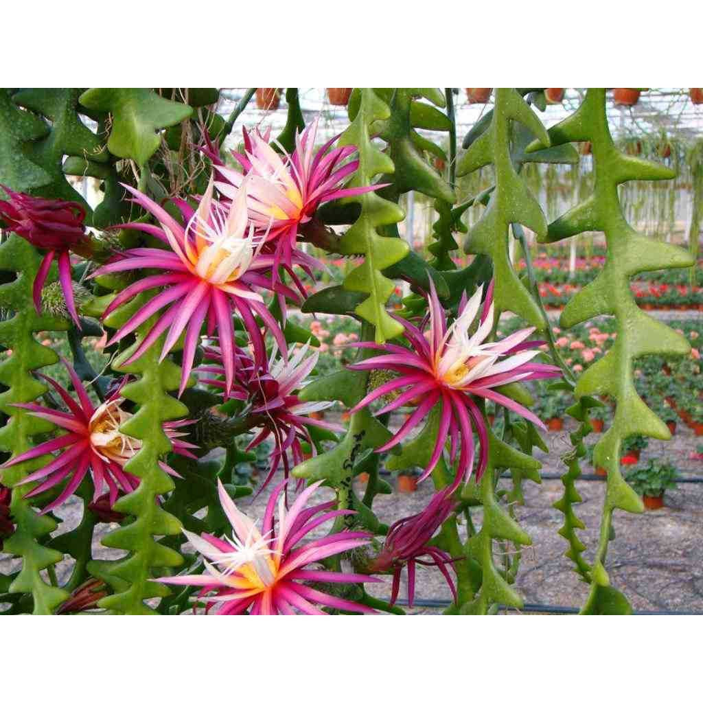 Sindo - Unique Beauty  Fishbone Cactus - Delight Your Garden with this Fascinating Zig-Zag Cactus