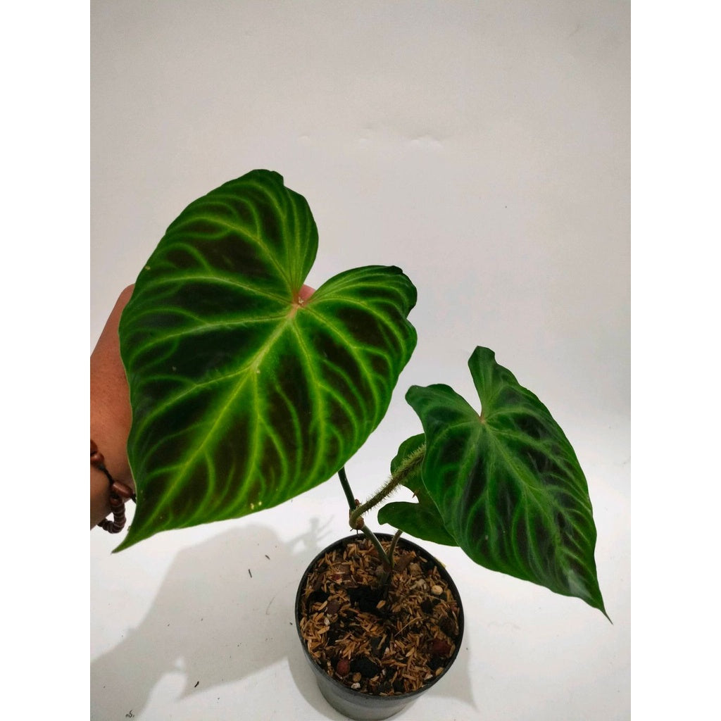 Sindo - Philodendron Verrucosum Live Indoor Plant
