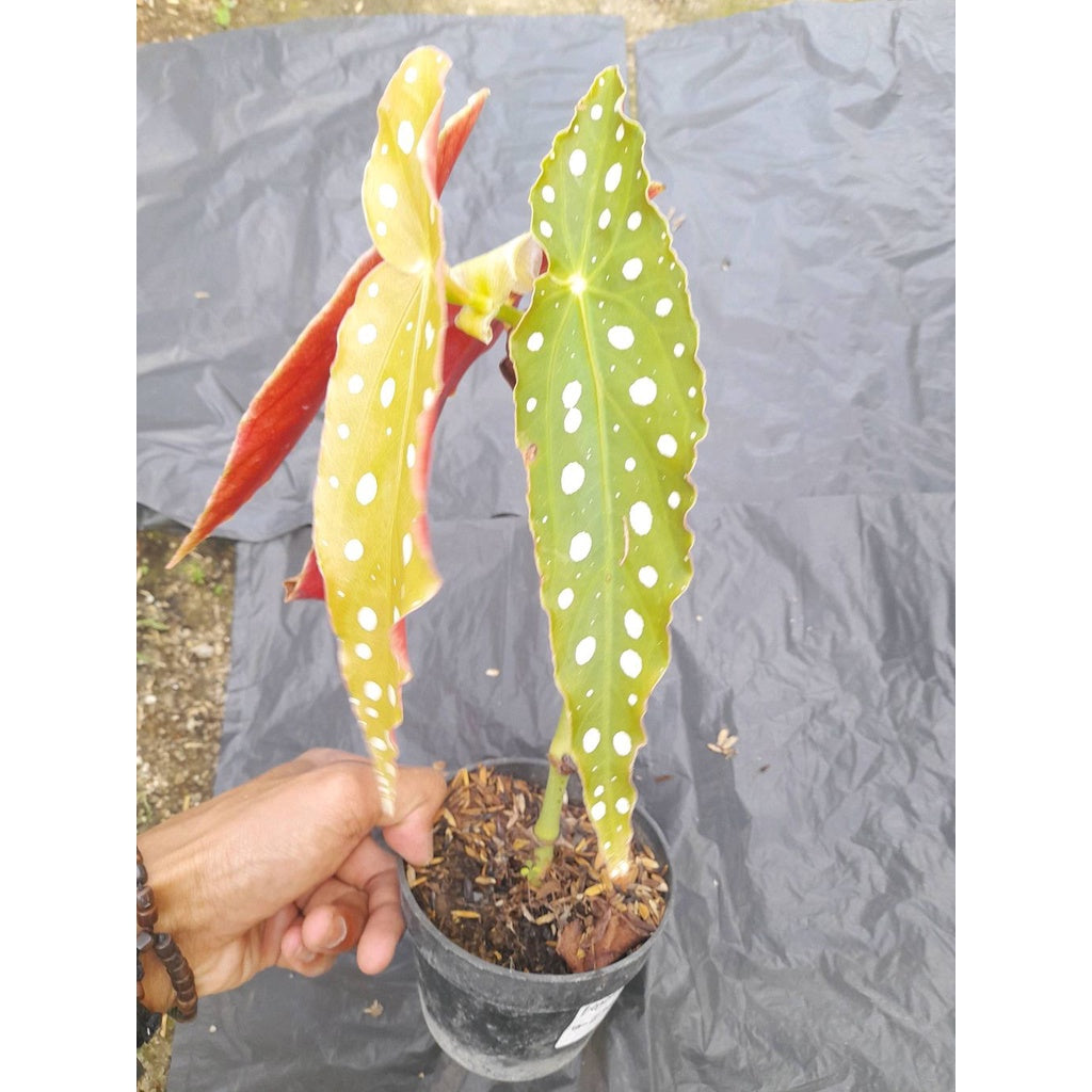 Sindo - Begonia Maculata Palcadot Live Plant 6TJ4VZVIP3