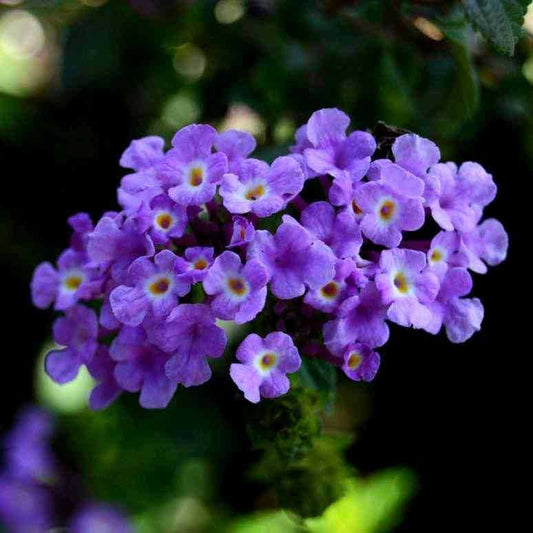 Sindo - Beauty and Charm for Your Garden  Lantana Camara Plant - A Gardening Delight (69766)