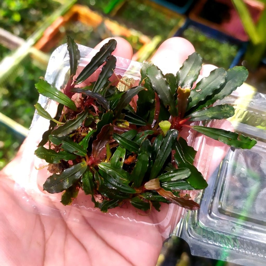 Sindo - Bucephalandra Red Velvet In a Small Plastic Container mika Live Plant MV7WIOPUII