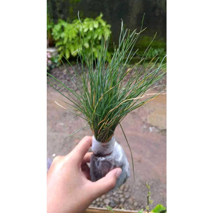 Sindo - Serene Beauty in Your Garden  Blue Festuca Grass - A Gardening Delight