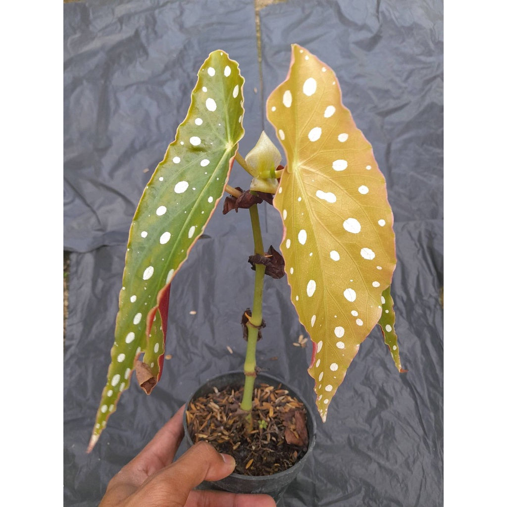 Sindo - Begonia Maculata Palcadot Live Plant 6TJ4VZVIP3