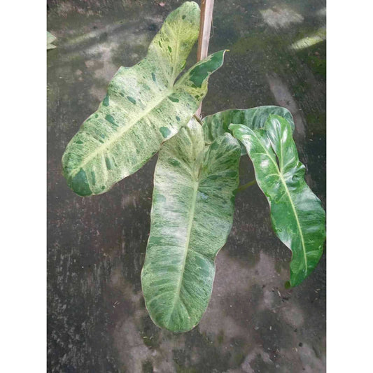 Sindo - Philodendron Paraiso Verde  A Lush Indoor Delight for Your Singapore Oasis