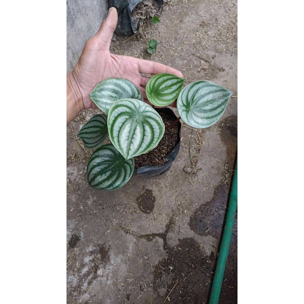 Sindo - Peperomia Water Melon Plant 21142  by Yuli Isnanto  A Vibrant Splash of Color for Your