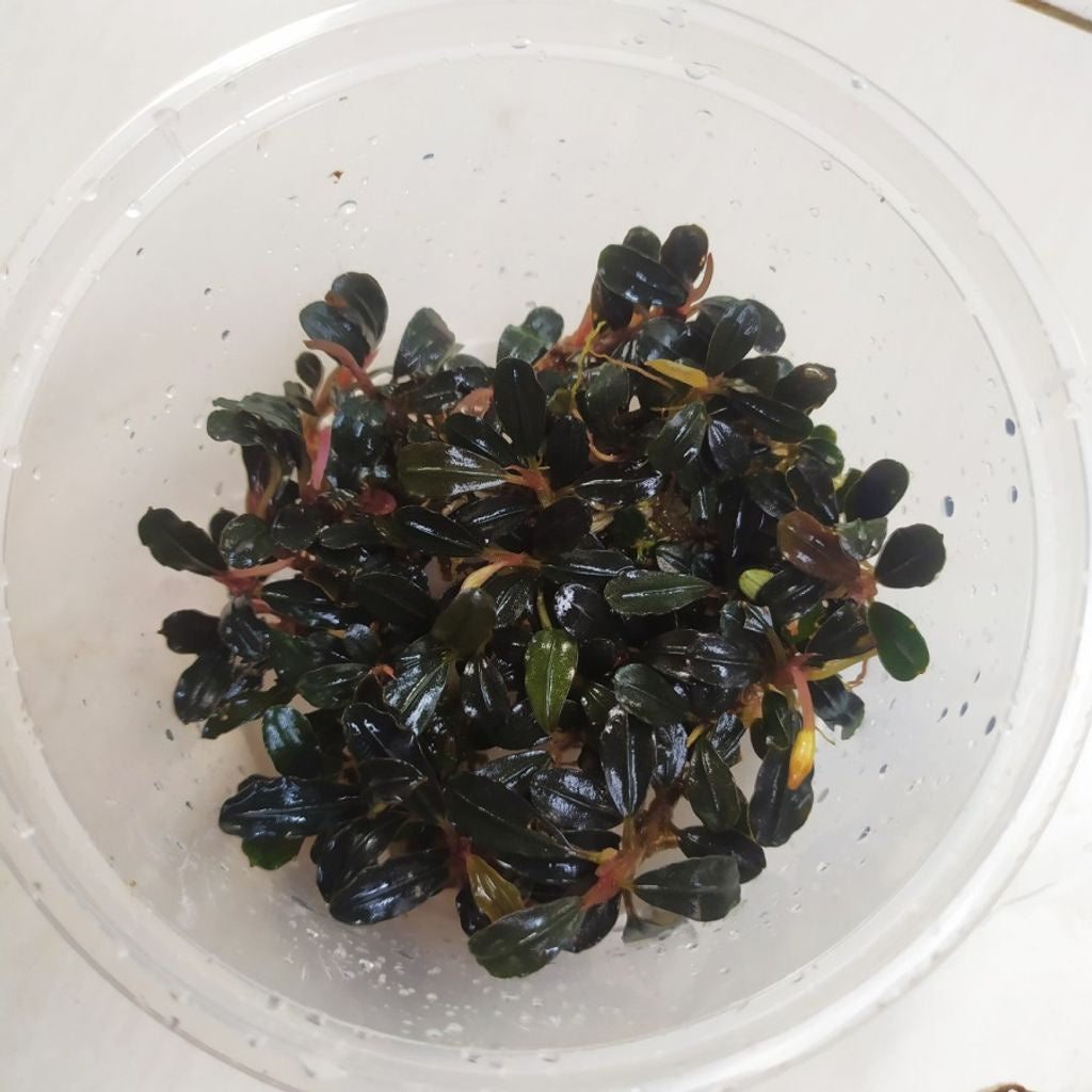 Sindo - Bucephalandra Mini Phantom per Cup Portion Live Plant BZDLIJLPZH