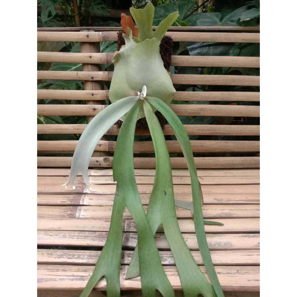 Sindo - Platycerium Willinkii Plant 92551 (SM-130962) by Dinay Pratama