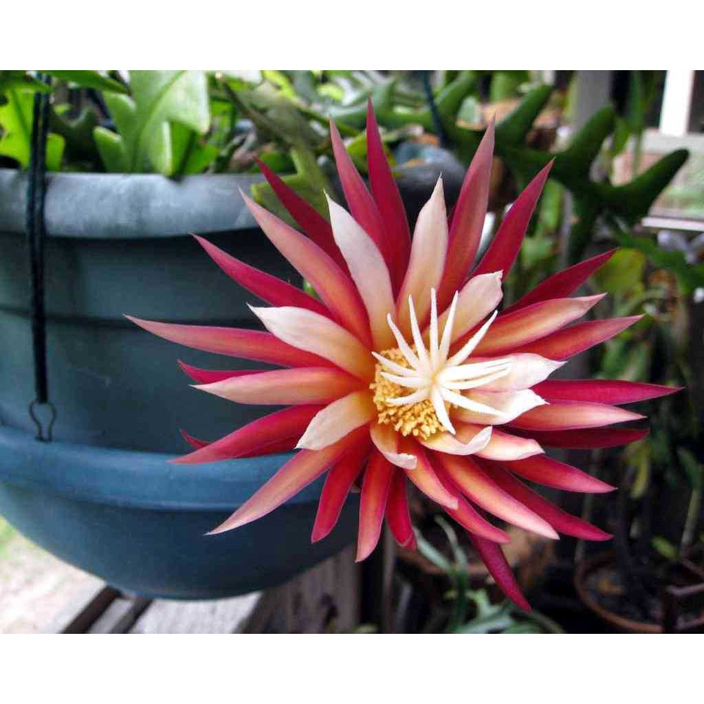 Sindo - Unique Beauty  Fishbone Cactus - Delight Your Garden with this Fascinating Zig-Zag Cactus