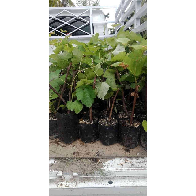 Sindo -  Grafted Grape / Vitis Vinifera Plant  Grow Your Own Delicious Grapes in Your Garden