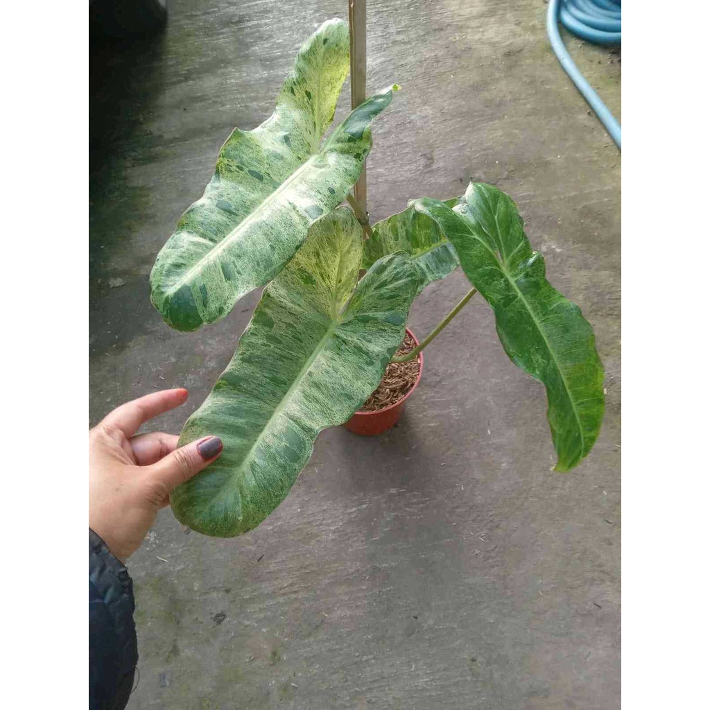 Sindo - Philodendron Paraiso Verde  A Lush Indoor Delight for Your Singapore Oasis