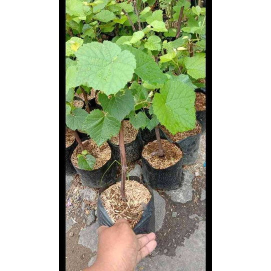Sindo -  Grafted Grape / Vitis Vinifera Plant  Grow Your Own Delicious Grapes with Ease