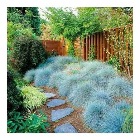 Sindo - Serene Beauty in Your Garden  Blue Festuca Grass - A Gardening Delight