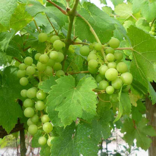 Sindo -  Grafted Grape / Vitis Vinifera Plant  Grow Your Own Delicious Grapes with Ease