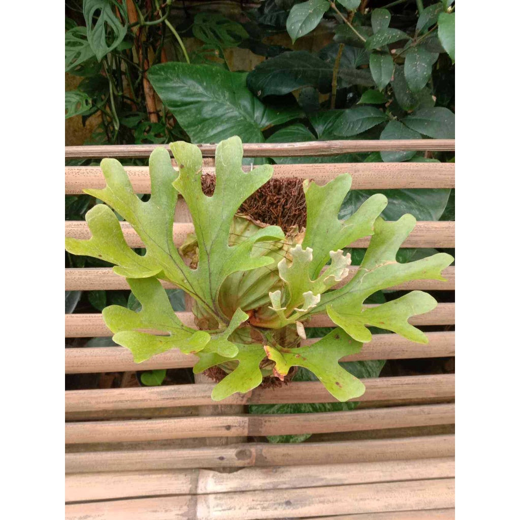 Sindo - Borneo's Finest  Ridley's Staghorn Fern (Platycerium ridleyi)