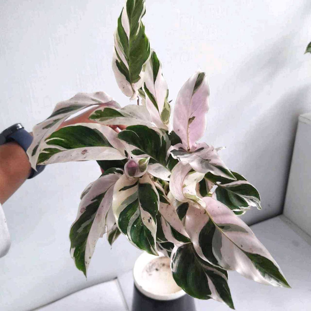 Sindo - Calathea White Fusion   A Mesmerizing Beauty for Your Indoor Oasis