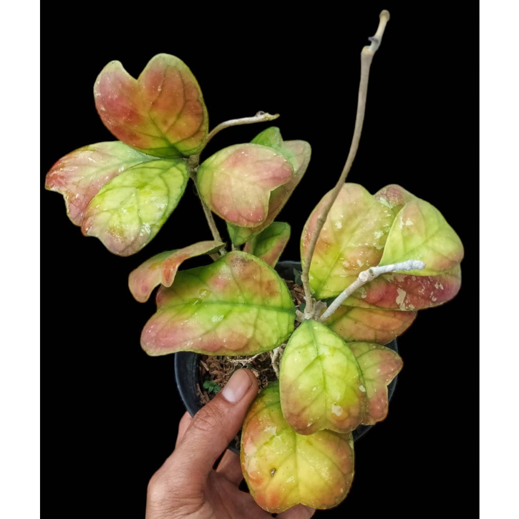 Sindo - Hoya Sp Live Plant QSHZ3M1RRD