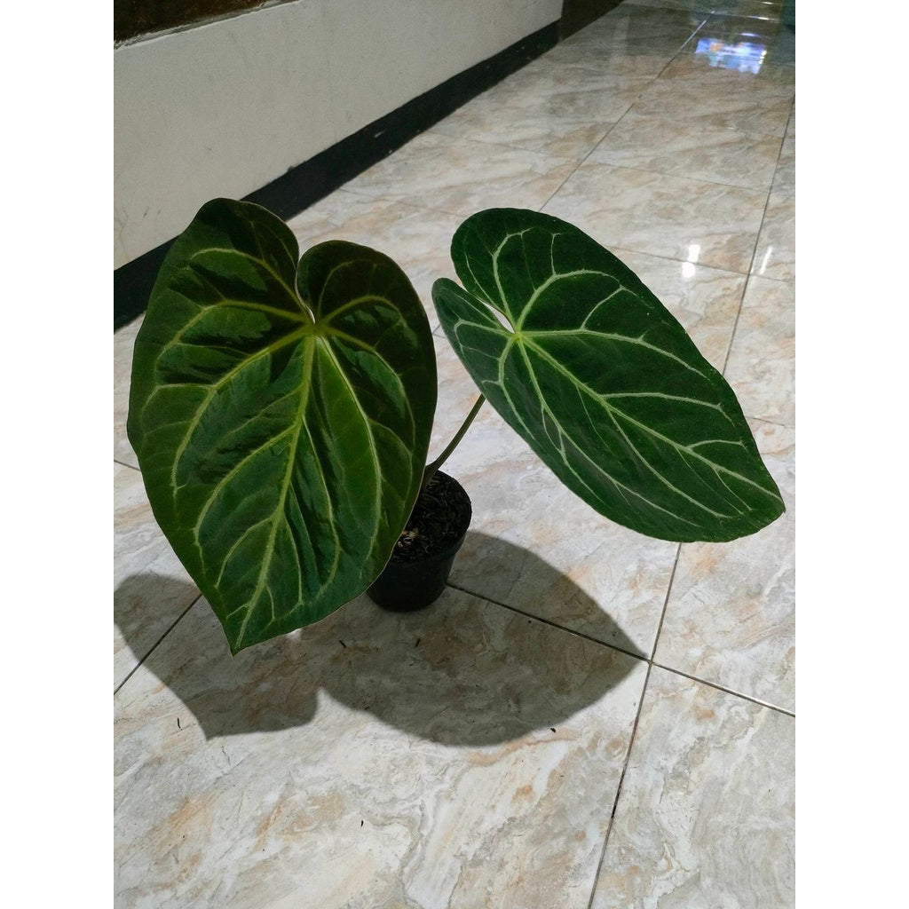 Sindo - Anthurium Magnificum Live Plant