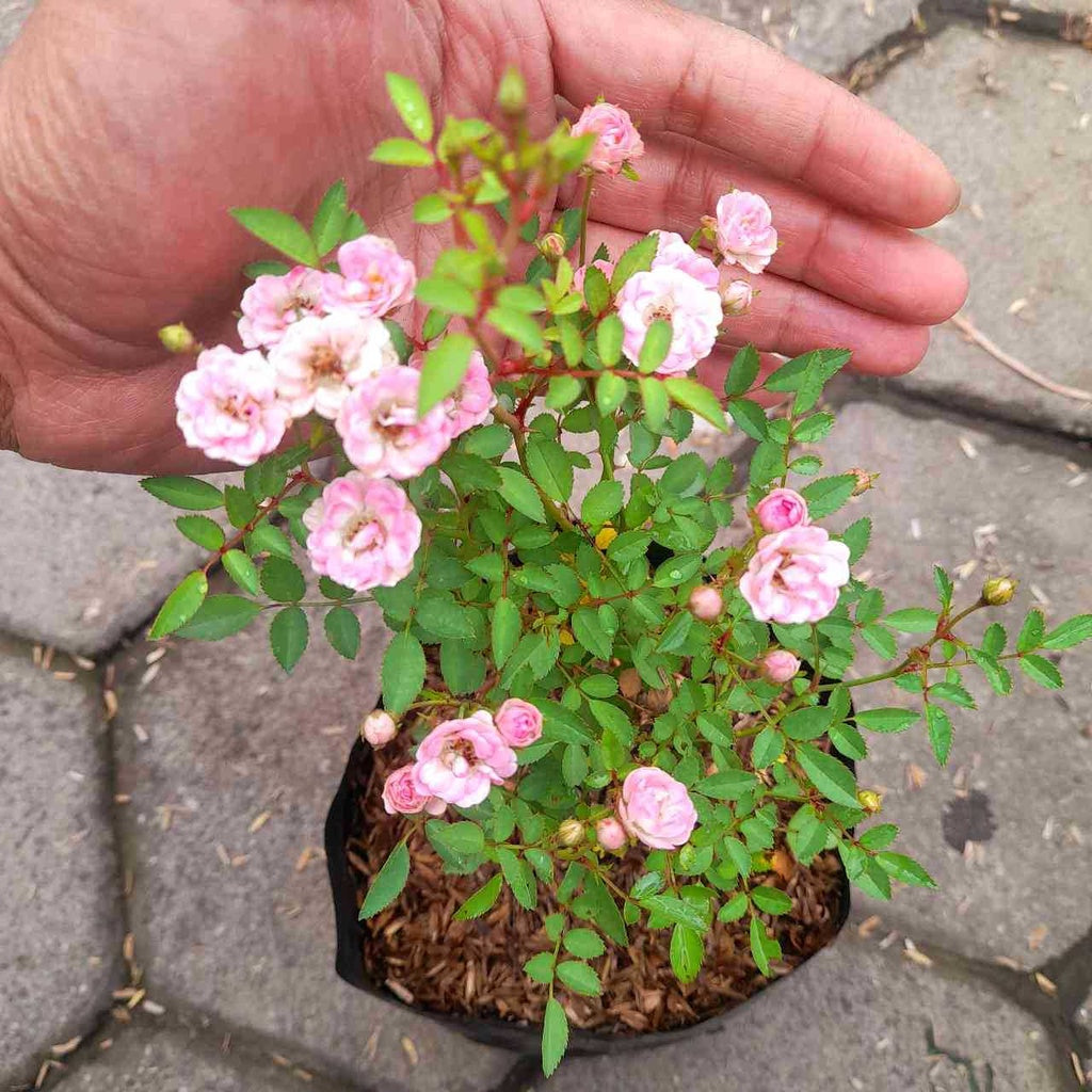Sindo - Miniature Roses Plant   Beauty in a Small Package