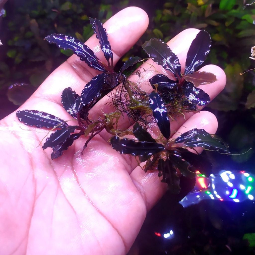 Sindo - Bucephalandra Montleyana Red Per 3 Rhizome Plant 51G2IMXLQQ