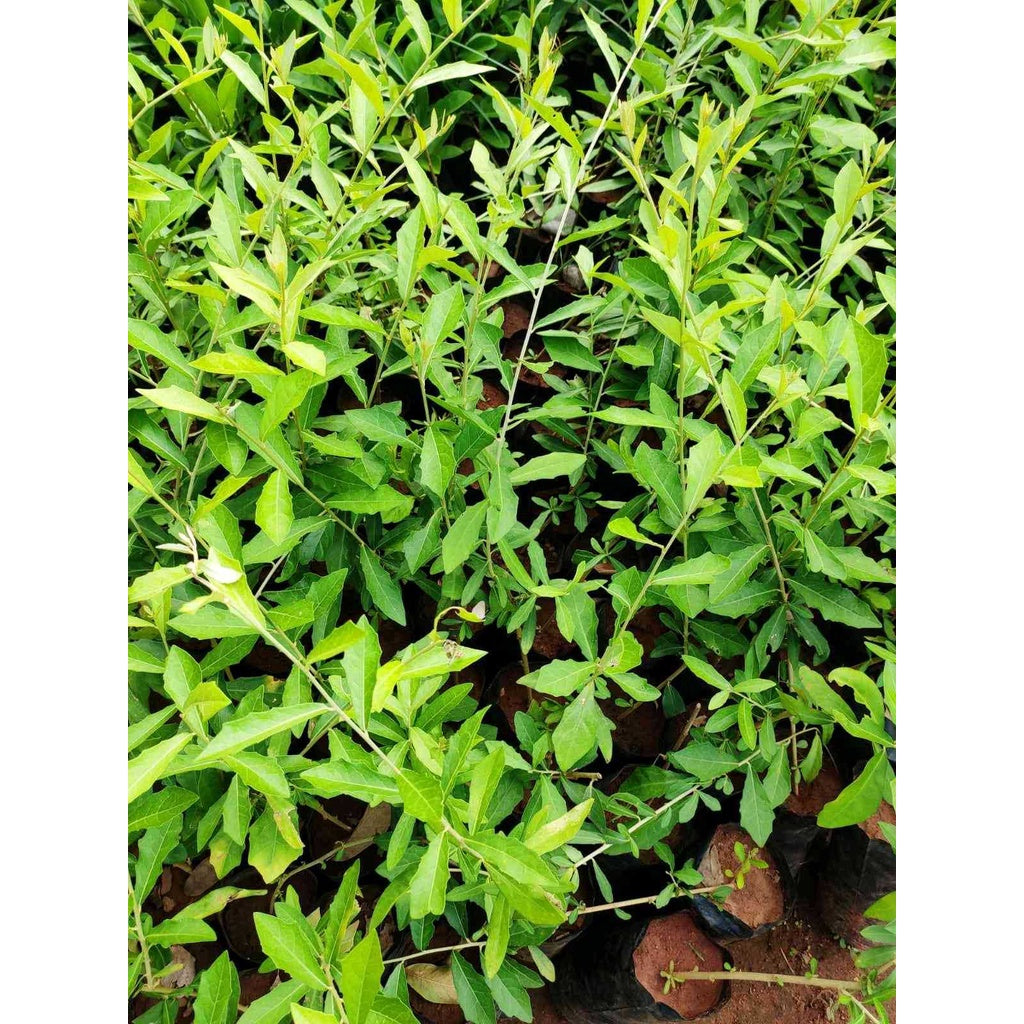 Sindo - Gorgeous Curtain Creeper Plant - Add a Touch of Beauty to Your Garden