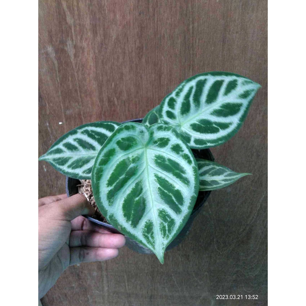 Sindo - Anthurium Dorayaki Plant  A Delightful Addition to Your Indoor Garden