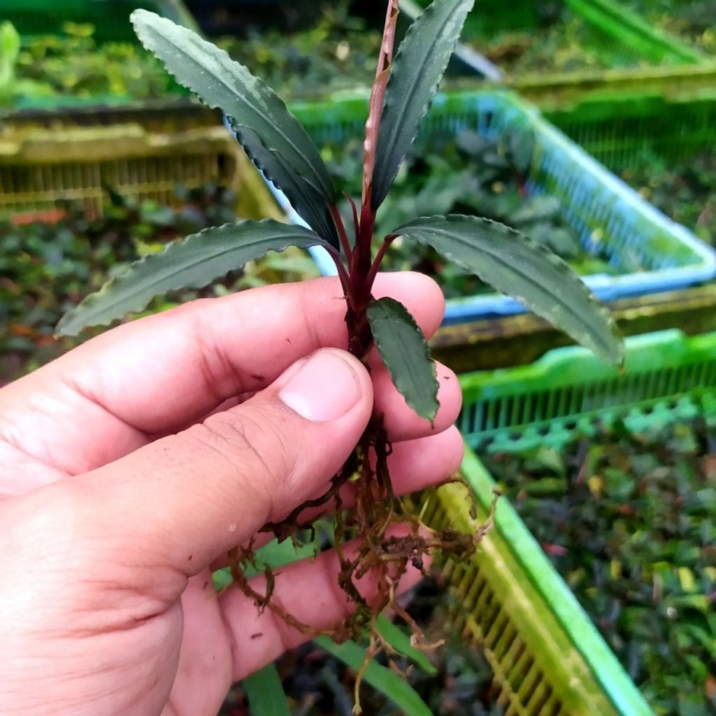 Sindo - Bucephalandra King Crocodile Rizom Live Plant E185I3Z8PM